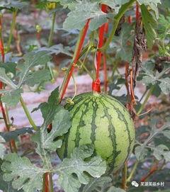 吃瓜网福利吧,揭秘热门福利活动，带你畅享网络盛宴！