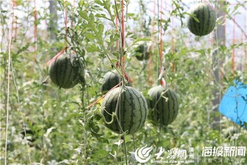 建湖网红吃瓜事件视频,一场网络热议的幕后真相揭秘