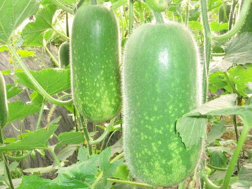 网红周丽珊吃瓜图片大全,网红美食生活大揭秘