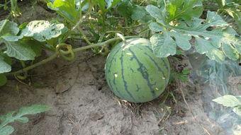 吃瓜圈网红正能量图片,网红携手传递美好瞬间