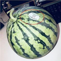 甘肃网红吃瓜,揭秘当地特色美食背后的故事