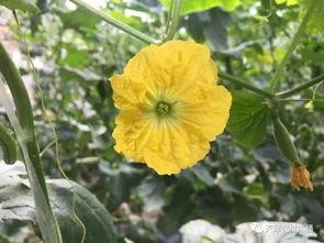 静海吃瓜的网红,揭秘网络红人的幕后生活