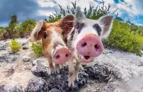 吃瓜网红小胖猪是谁,吃瓜界的搞笑担当