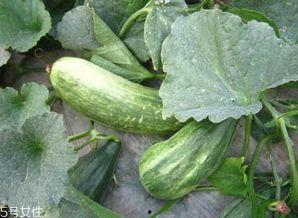 吃瓜网怎么用,轻松掌握网络吃瓜技巧