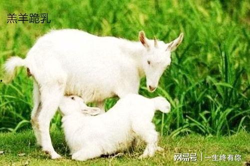 百万网红小羊吃瓜,揭秘娱乐圈幕后风云