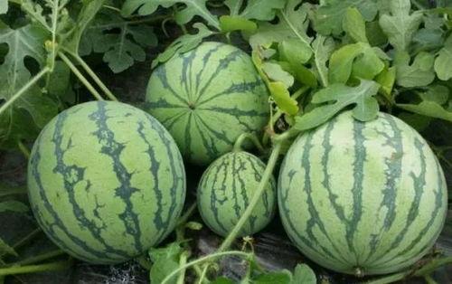 黑料吃瓜网66fxw,带你走进网络八卦的神秘世界