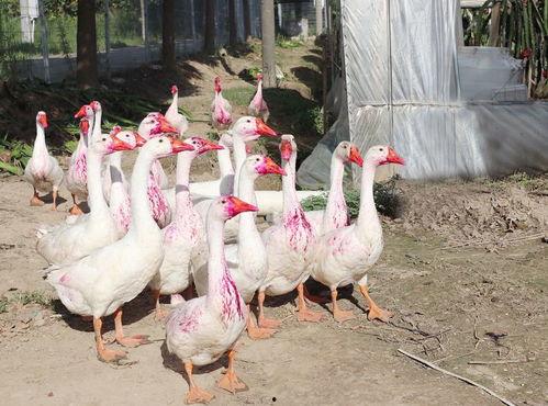 网红大鹅吃瓜视频大全集,笑料横生，趣味十足