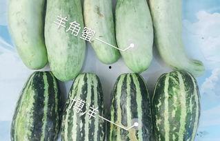 最火吃瓜网红是谁
